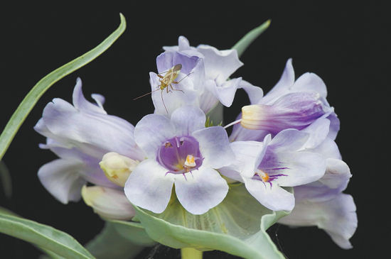Penstemon